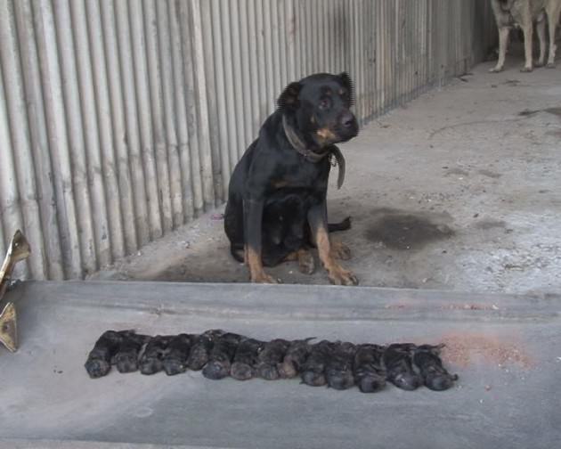 Rottweiler: Bir köpek yavrusu nasıl eğitilir Rottweiler: Bir köpek yavrusu nasıl eğitilir