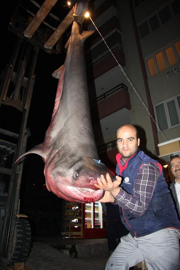 3 metrelik köpekbalığı! Hayvanlar alemi Haberleri