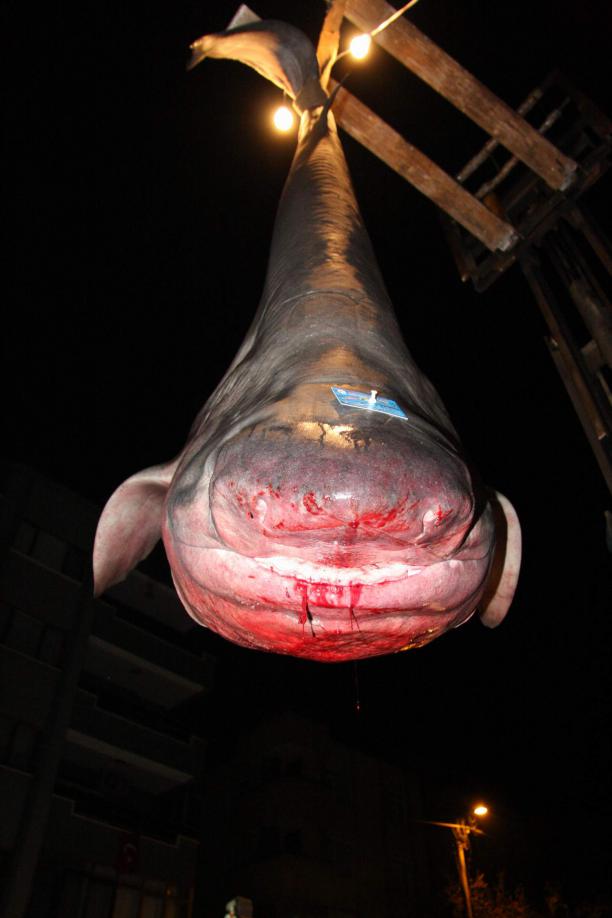 3 metrelik köpekbalığı! Hayvanlar alemi Haberleri