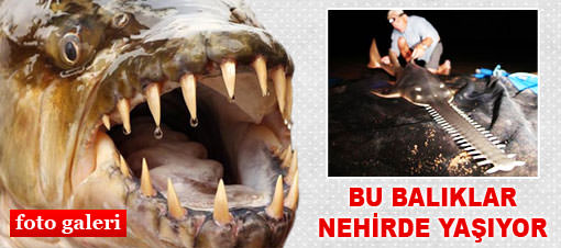 Resim Yazısı