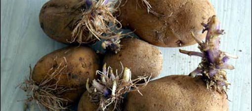 Yeşillenmiş patetes ve deli bala dikkat