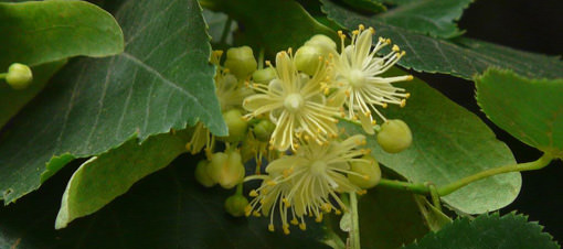 So�uk hava �hlamur fiyatlar�n� art�rd�