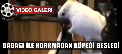 Papağan ile köpeğin şaşırtan dostluğu VİDEO