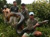 5,5 metre boyunda anakonda yakaland� - V�DEO