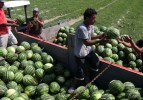 Adana'da karpuz hasadı başladı