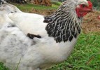 Hayvanlar tavuk gübresinden zehirlenmiş
