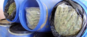Bingöl'de 227 kilo esrar ele geçirildi